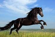 horse, a horse, my kingdom for a horse